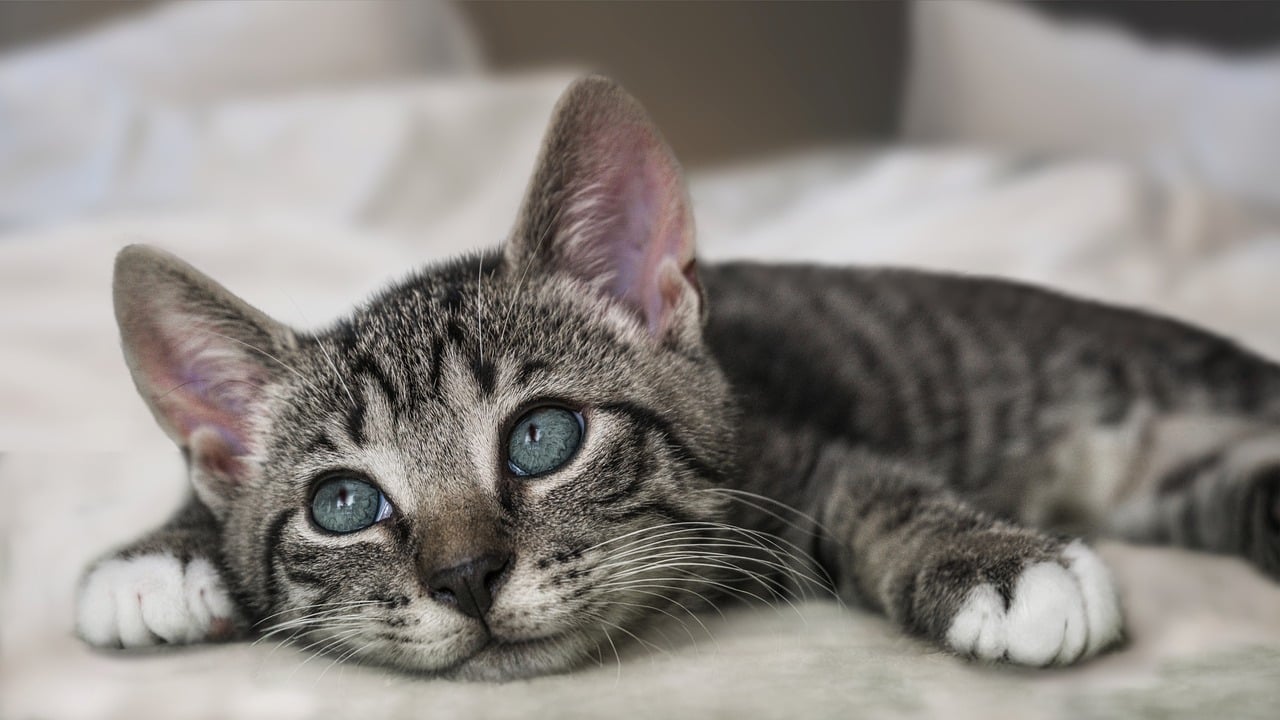 The Traits of the American Shorthair